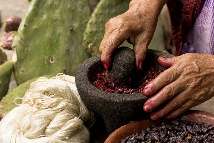 Manos moliendo grana cochinilla seca en un molcajete de piedra, junto a madejas de seda cruda y pencas de nopal